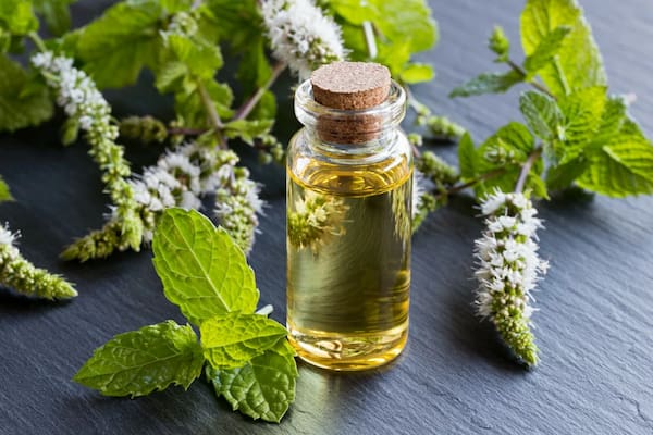 تصویر 2 از فروش اسانس گیاه نعنا + قیمت خرید به صرفه